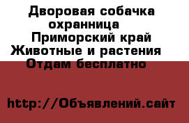 Дворовая собачка охранница  - Приморский край Животные и растения » Отдам бесплатно   
